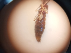 Astenus immaculatus