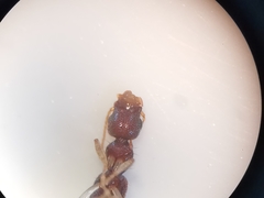 Astenus immaculatus
