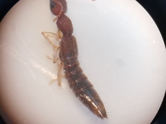 Astenus immaculatus