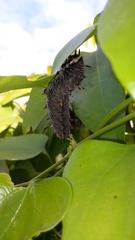 Battus polydamas
