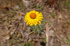 Xerochrysum subundulatum