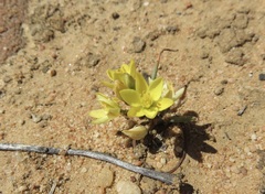 Ornithogalum rupestre