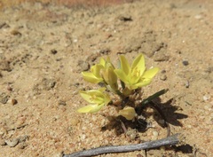 Ornithogalum rupestre