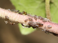 Aphis hederae
