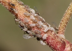 Aphis hederae