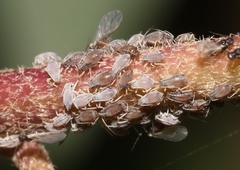 Aphis hederae