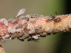 Aphis hederae