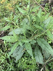 Lithospermum bejariense