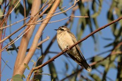 Chrysococcyx osculans