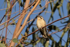 Chrysococcyx osculans