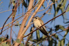 Chrysococcyx osculans