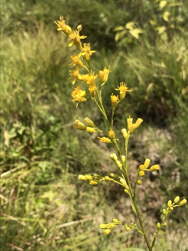 Louisiana goldenrod (Solidago ludoviciana)