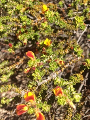 Pultenaea densifolia