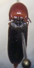 Megapenthes nigriventris