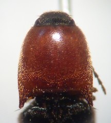 Megapenthes nigriventris
