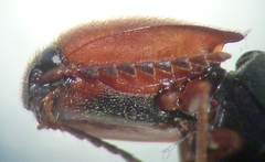 Megapenthes nigriventris