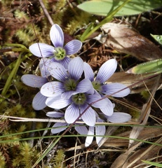 Gentianella corymbosa