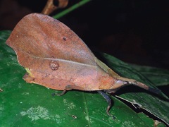Systella borneensis