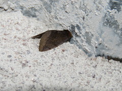 Plagiomimicus jalada