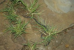 Leptotyphlops scutifrons