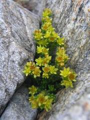 Sedum alpestre