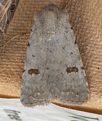 Caradrina kadenii