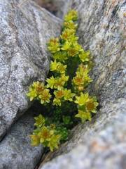 Sedum alpestre