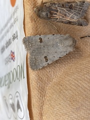 Caradrina kadenii