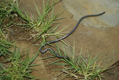 Leptotyphlops scutifrons