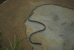 Leptotyphlops scutifrons