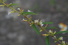 Helicteres angustifolia