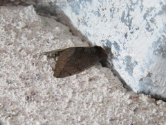 Plagiomimicus jalada