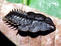 Platerodrilus paradoxus