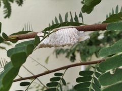 Mantodea