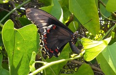 Battus polydamas