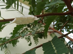 Mantodea