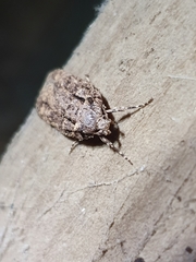 Izatha attactella