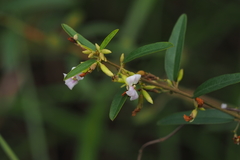Helicteres angustifolia