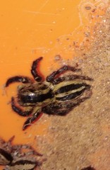 Stenaelurillus termitophagus