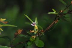 Helicteres angustifolia