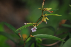 Helicteres angustifolia