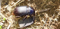 Zabrus tenebrioides