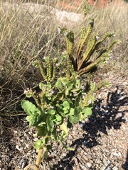 Phacelia integrifolia