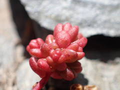 Sedum candolleanum