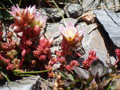 Sedum candolleanum