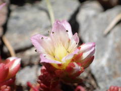 Sedum candolleanum
