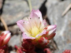 Sedum candolleanum