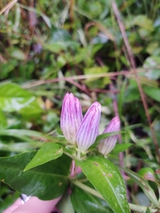 Gentiana × pallidocyanea