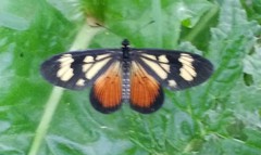 Actinote pellenea