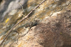 Sceloporus gadoviae
